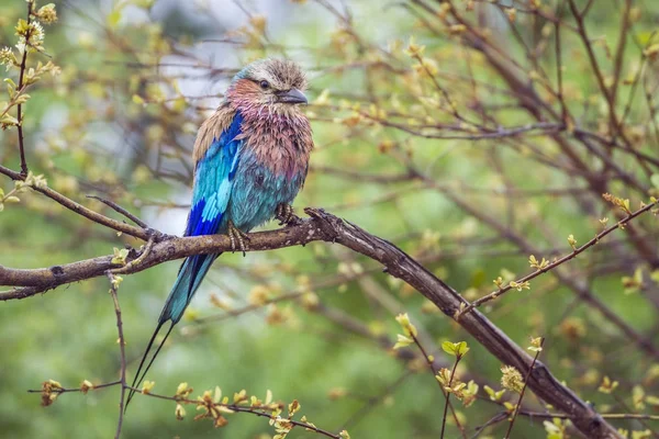 Lilac breasted roller in Kruger National park, África do Sul — Fotografia de Stock