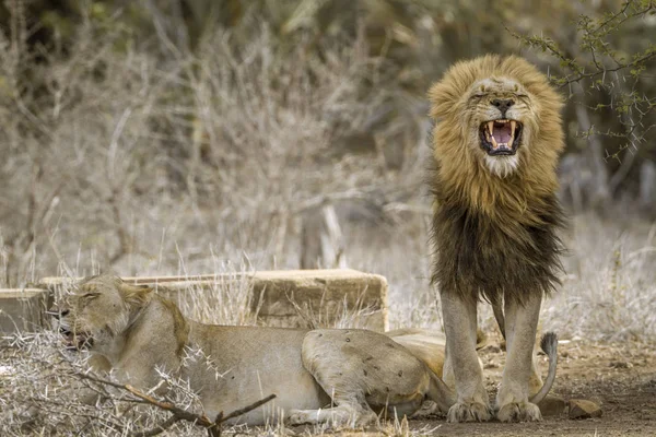 Afrikai oroszlán Kruger Nemzeti park, Dél-afrikai Köztársaság — Stock Fotó