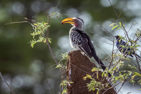 Southern yellow billed hornbill in Kruger National park, South A — Stock Photo, Image
