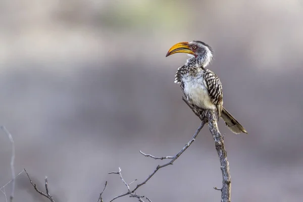 Southern yellow billed hornbill in Kruger National park, South A — Stock Photo, Image