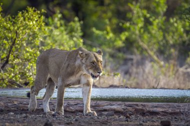 Afrika aslanı Kruger National park, Güney Afrika
