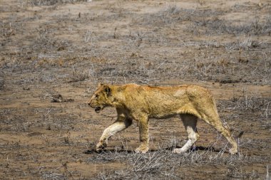 Afrika aslanı Kruger National park, Güney Afrika