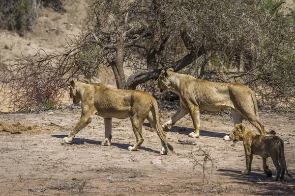 Afrikai oroszlán Kruger Nemzeti park, Dél-afrikai Köztársaság — Stock Fotó