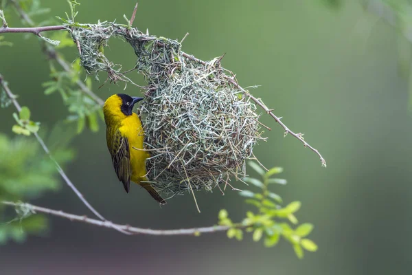 Menor tecelão mascarado no parque nacional de Kruger, África do Sul — Fotografia de Stock