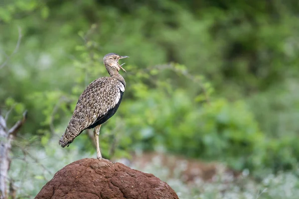 Bustard de crista vermelha no Parque Nacional Kruger, África do Sul — Fotografia de Stock