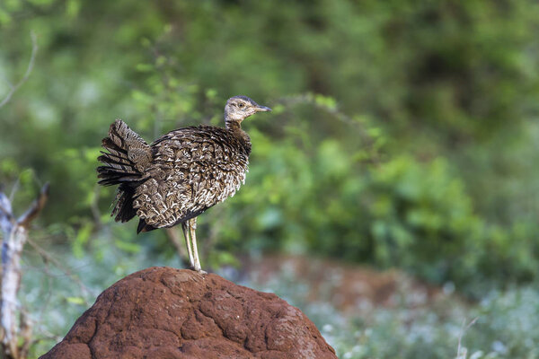 Red crested Bustard in Kruger National park, South Africa