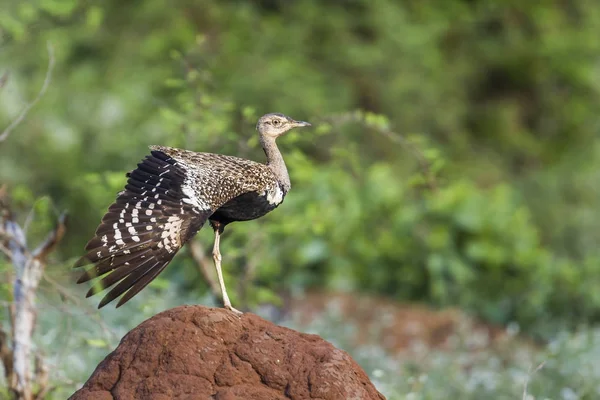 Bustard de crista vermelha no Parque Nacional Kruger, África do Sul — Fotografia de Stock