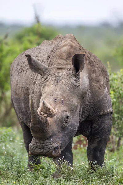 У білий носоріг в Національний парк Крюгера, Південно-Африканська Республіка — стокове фото