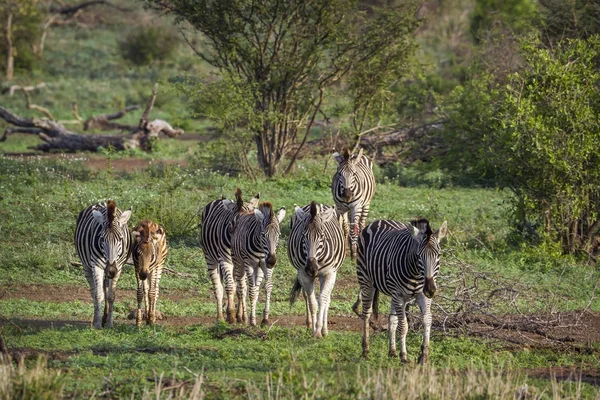 Равнинная зебра в Национальном парке Крюгер, ЮАР — стоковое фото