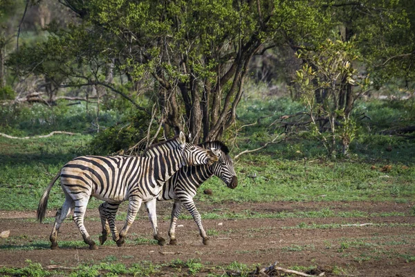 Zebra delle pianure nel Kruger National Park, Sud Africa — Foto Stock