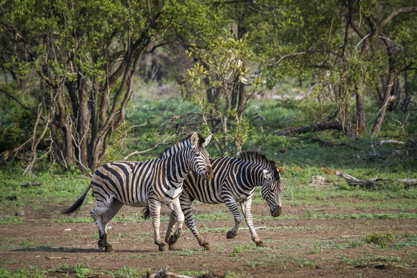 Zebra das planícies no Parque Nacional Kruger, África do Sul — Fotografia de Stock
