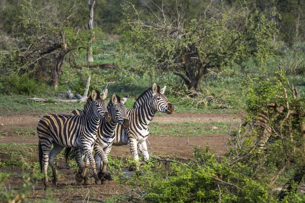 Alföldi zebra Kruger Nemzeti park, Dél-afrikai Köztársaság — Stock Fotó