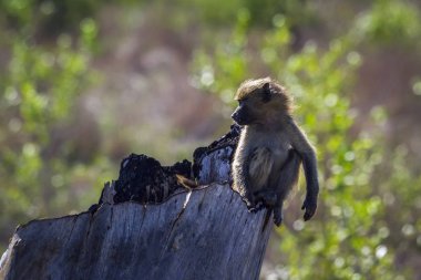 Chacma maymun Kruger National park, Güney Afrika