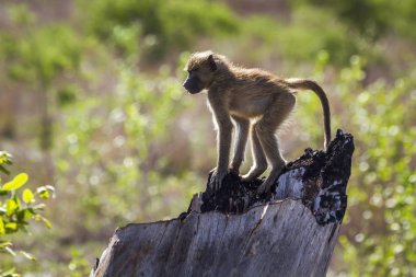 Chacma maymun Kruger National park, Güney Afrika