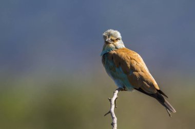 Avrupa Roller Kruger National park, Güney Afrika