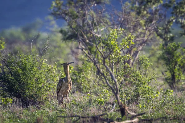 Kori túzok Kruger Nemzeti park, Dél-afrikai Köztársaság — Stock Fotó