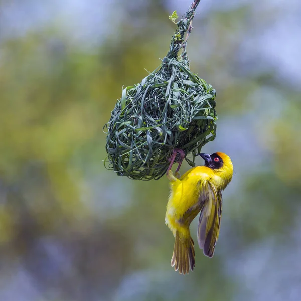 Southern Masked Weaver in Kruger National park, South Africa — Stock Photo, Image