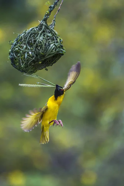 Southern Masked Weaver in Kruger National park, South Africa — Stock Photo, Image