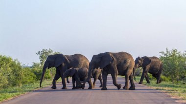 Afrika bush fil Kruger National park, Güney Afrika