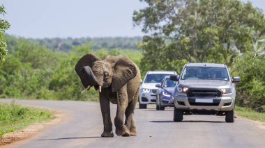 Afrika bush fil Kruger National park, Güney Afrika
