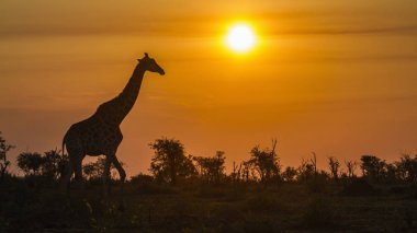Kruger Ulusal Parkı 'nda zürafa, Güney Afrika