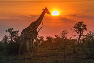 Kruger Ulusal Parkı 'nda zürafa, Güney Afrika