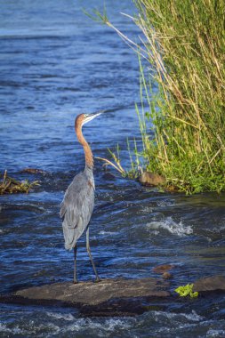 Goliath heron Kruger National park, Güney Afrika