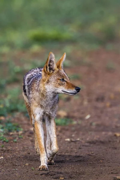 Schwarzrückenschakal im Kruger Nationalpark, Südafrika — Stockfoto