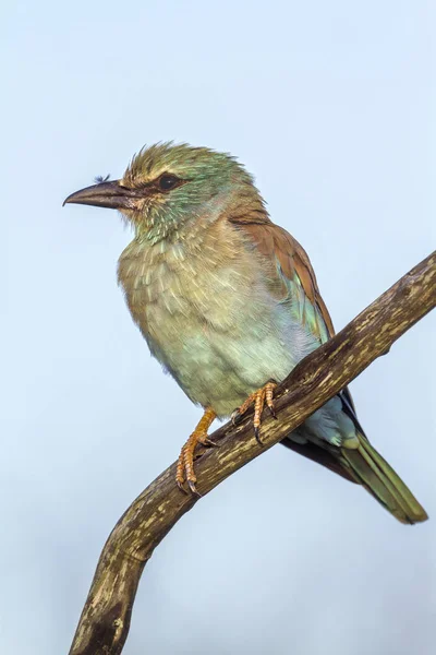 Europeiska Roller i Kruger National park, Sydafrika — Stockfoto