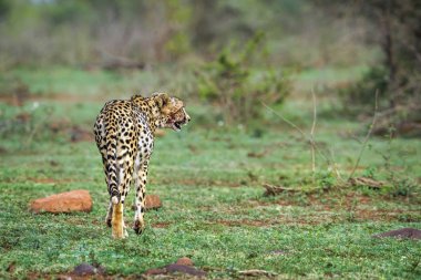 Cheetah Kruger National park, Güney Afrika
