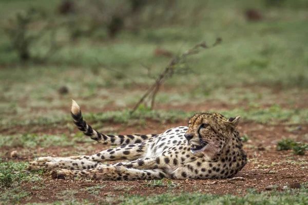 Cheetah en el Parque Nacional Kruger, Sudáfrica — Foto de Stock