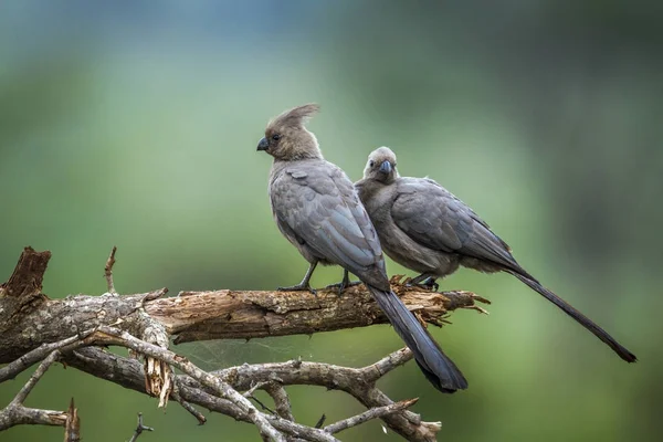Grey away kuş Kruger National park, Güney Afrika için git — Stok fotoğraf