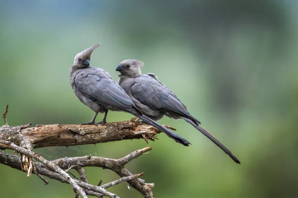 Grijs gaan weg vogel in Kruger National park, Zuid-Afrika — Stockfoto