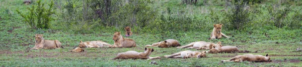 Lwa afrykańskiego w Kruger National park, Afryka Południowa — Zdjęcie stockowe