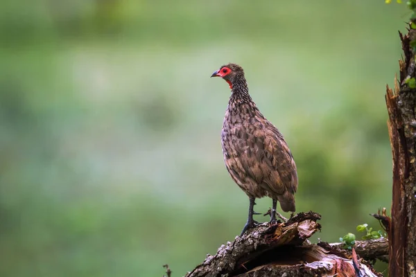 Spurfowl του Swainson στο εθνικό πάρκο Κρούγκερ, Νότια Αφρική — Φωτογραφία Αρχείου