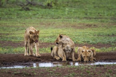 Afrika aslanı Kruger National park, Güney Afrika