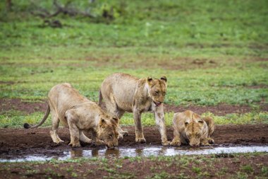 Afrika aslanı Kruger National park, Güney Afrika
