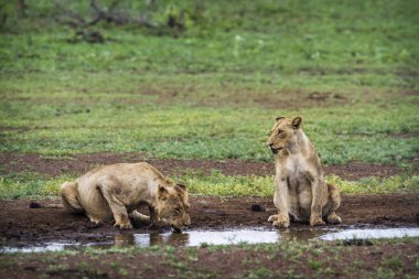 Afrika aslanı Kruger National park, Güney Afrika