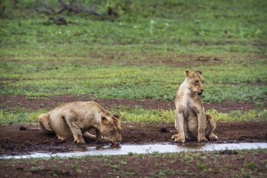 Afrika aslanı Kruger National park, Güney Afrika