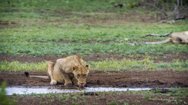 Afrika aslanı Kruger National park, Güney Afrika