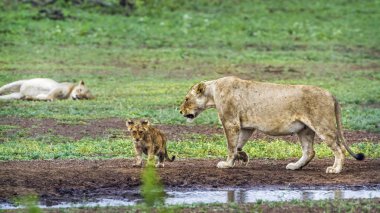Afrika aslanı Kruger National park, Güney Afrika