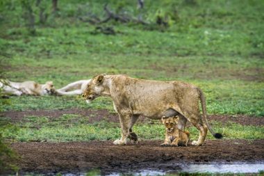 Afrika aslanı Kruger National park, Güney Afrika