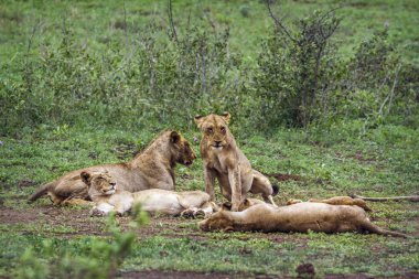 Afrika aslanı Kruger National park, Güney Afrika