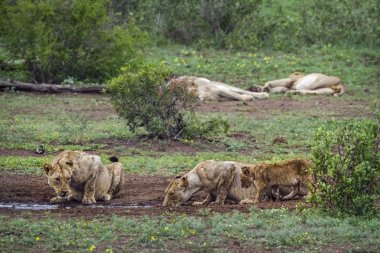 Afrika aslanı Kruger National park, Güney Afrika