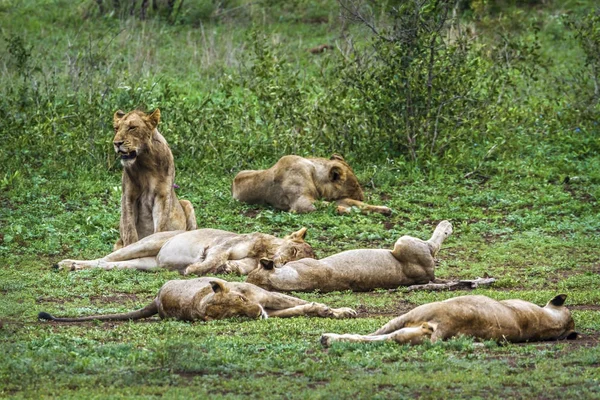 Afrika aslanı Kruger National park, Güney Afrika