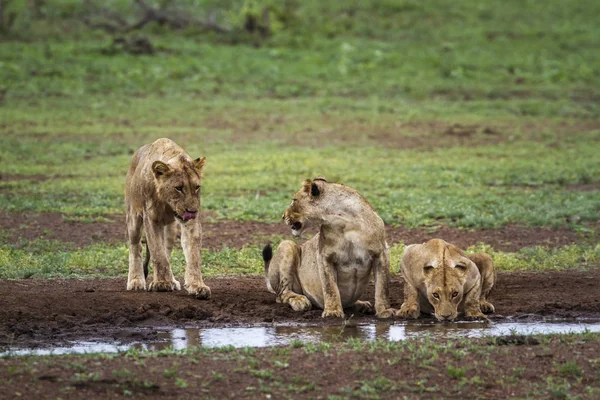 Leão africano no Parque Nacional Kruger, África do Sul — Fotografia de Stock