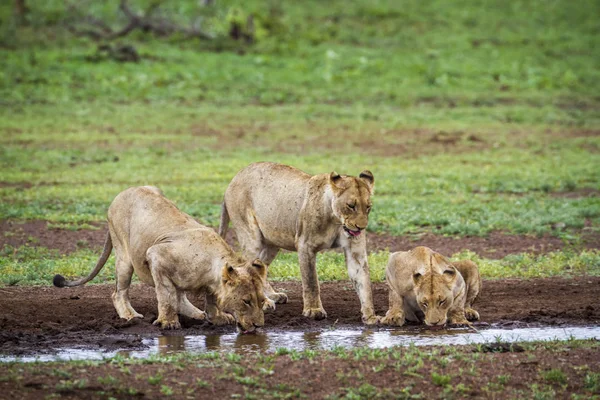 León africano en el Parque Nacional Kruger, Sudáfrica — Foto de Stock