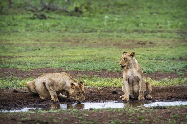 Afrika aslanı Kruger National park, Güney Afrika