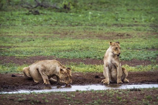 Afrika aslanı Kruger National park, Güney Afrika