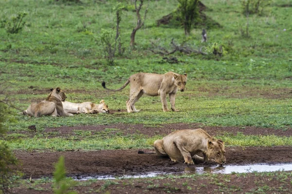Afrika aslanı Kruger National park, Güney Afrika